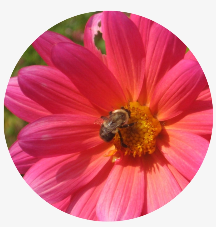 I Use The Image Of A Pink Daisy With A Bumble Bee A - Barberton Daisy, transparent png