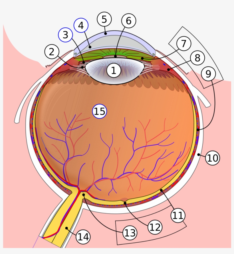 Schematic Diagram Of The Human Eye - Corpi Ciliari, transparent png