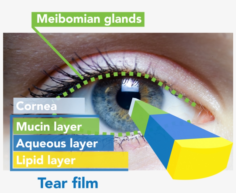 Aqueous Human Eye Many Pictures Png Aqueous Png Human - Primal Halloween Contacts Vampire/dracula Red Eyes, transparent png