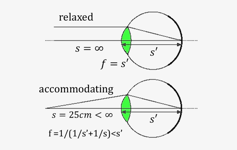 This Diagram Shows Human Eye Can Focus Objects Human Eye Ray Diagram