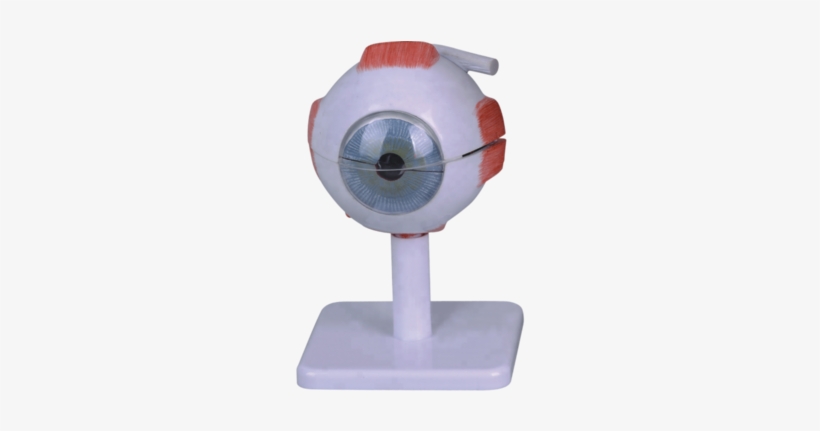 3times Enlarged ,plastic Human Eye Anatomy Model - Human Eye, transparent png