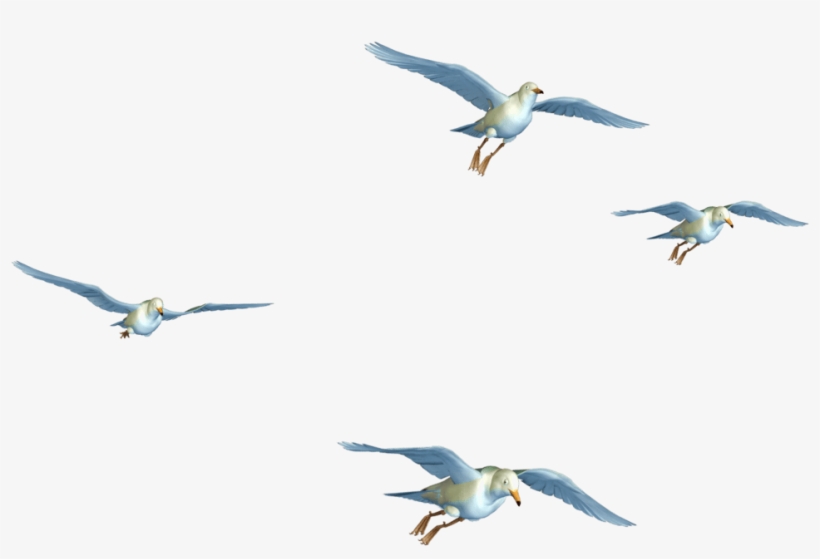 flying bird png transpa images pluspng birds flying png hd 1024x768 png download pngkit flying bird png transpa images pluspng