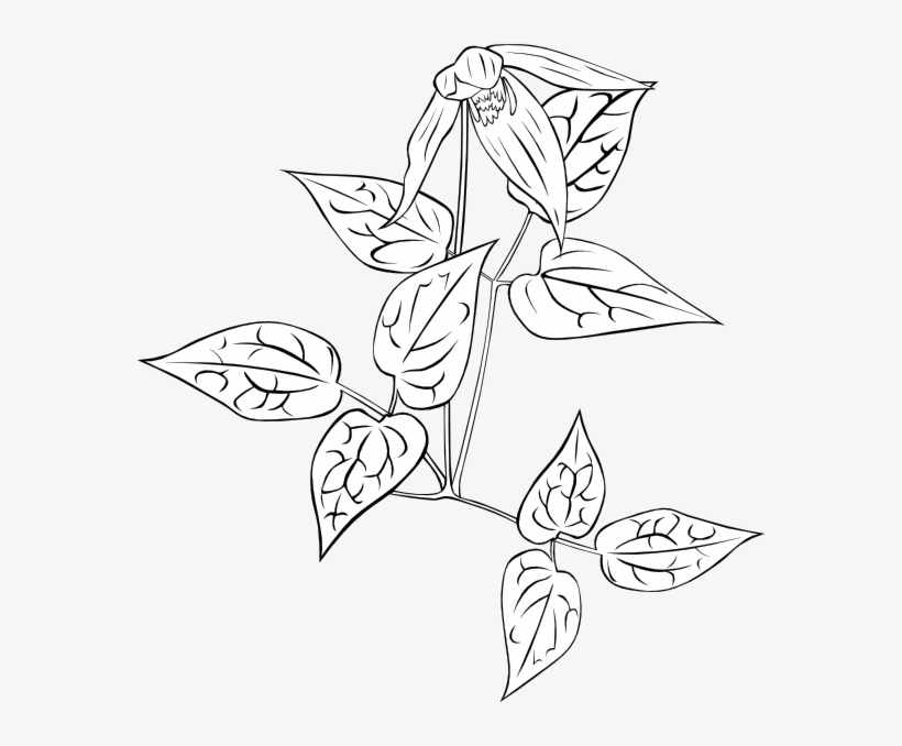 Western Blue Virginsbower Coloring Page Svg Clip Arts, transparent png