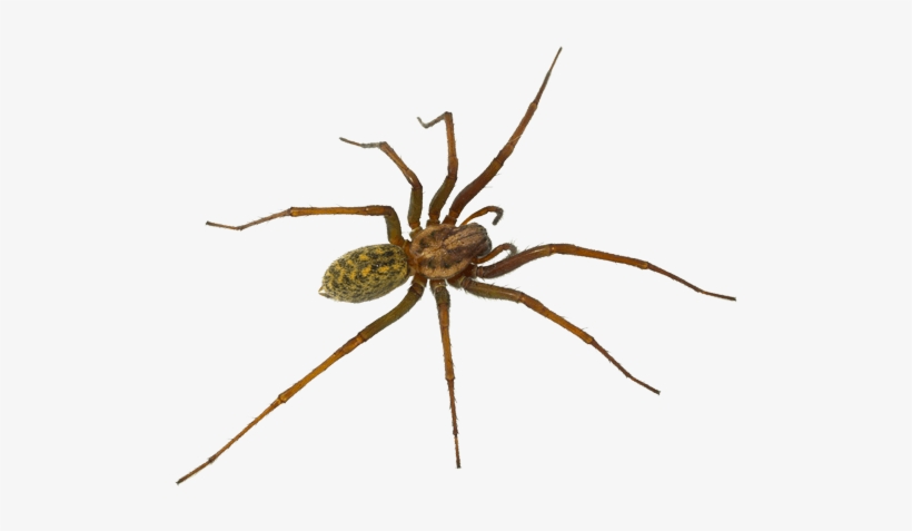 Spiders - Tegenaria Domestica Florida Spiders, transparent png