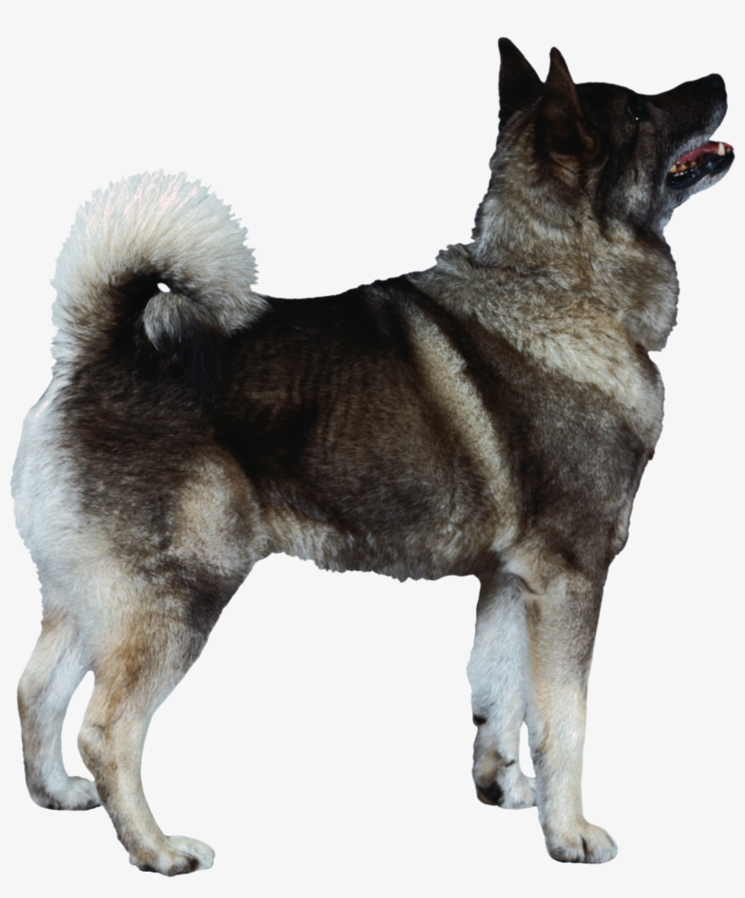 Dog Png - Norwegian Elkhound, transparent png