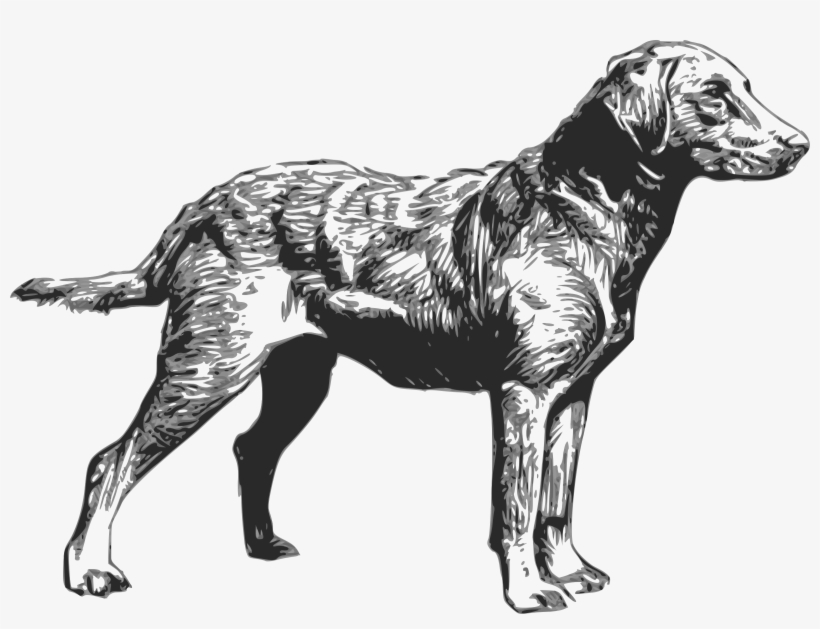 Labrador Retriever Clipart Hunting Dog - Chesapeake Bay Retriever Logo, transparent png