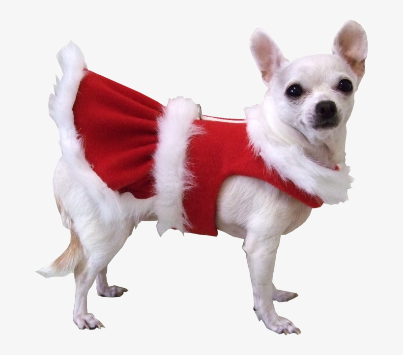 Christmas Dog Transparent Background, transparent png