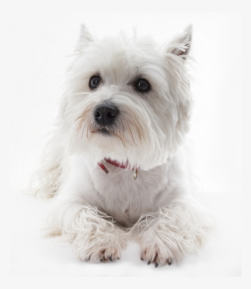 Small White Dog - White West Highland Terrier Dog Portrait Journal: 150, transparent png