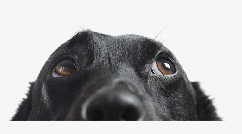 Vetrax® Helps Veterinarians Maximize The Effectiveness - Dog Stock, transparent png
