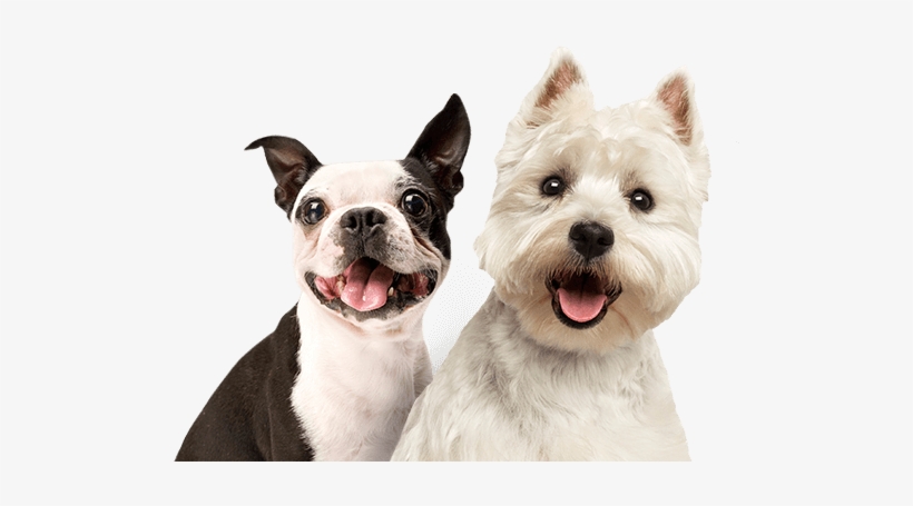Donate Make A Difference - Pet On Dating App, transparent png