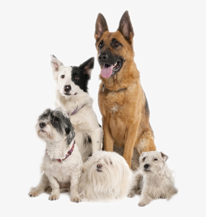Indoor Playroom When The Weather Doesn't Allow Your - Group Of Dogs Transparent, transparent png