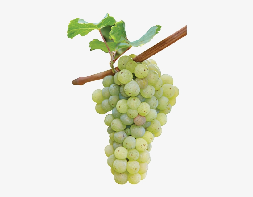 The Misunderstood Grape Ripe Riesling White Vine Grape - Riesling Grape, transparent png