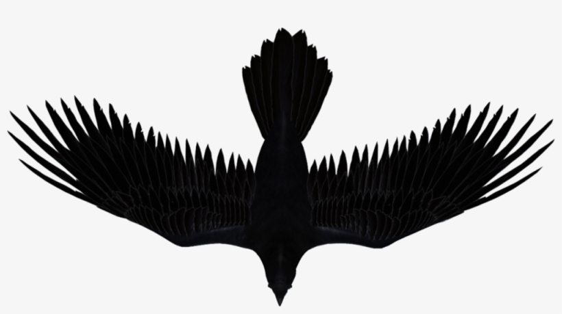 Artist Management For Indie Artists And Bands - Raven Music, transparent png