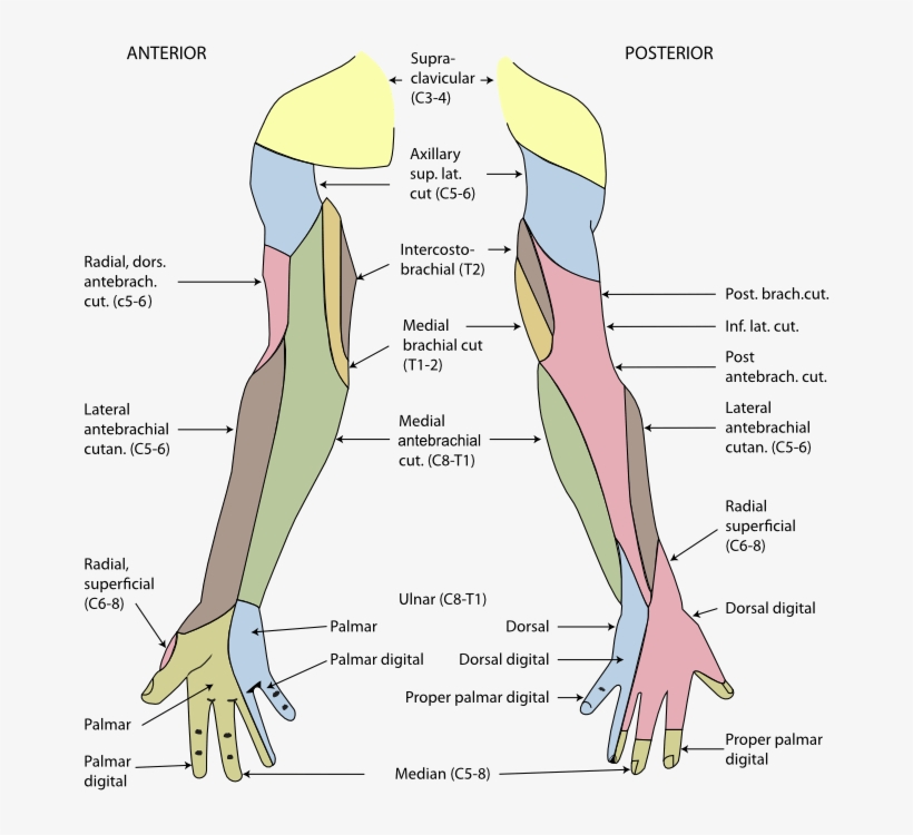 Back At The C7 T1 Vertebrae And Particularly Over The - Peripheral Nerve Dermatomes, transparent png