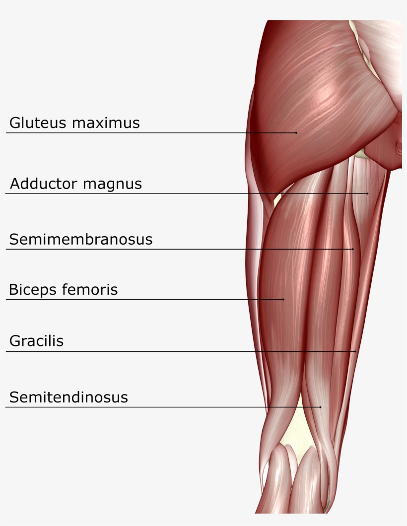 Anatomy 101 - - Hamstring Muscles, transparent png