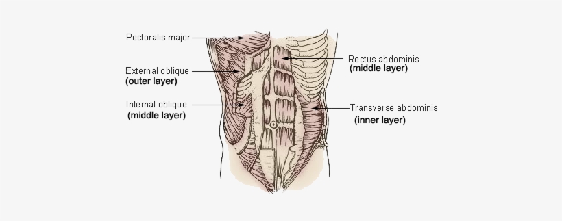 The Three Layers Of Muscles In The Abdomen - Muscles Do Bicycle Crunches Work, transparent png