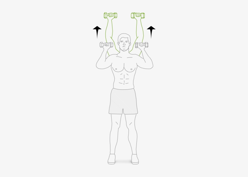Press The Weights Up Above Your Head Until Your Arms - Illustration, transparent png