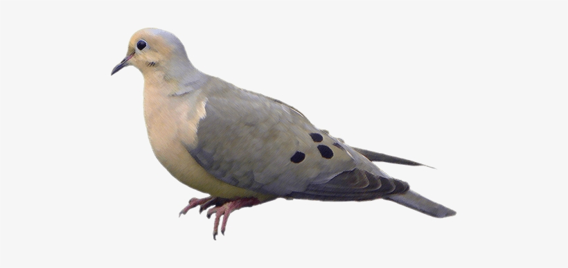 Dove, transparent png