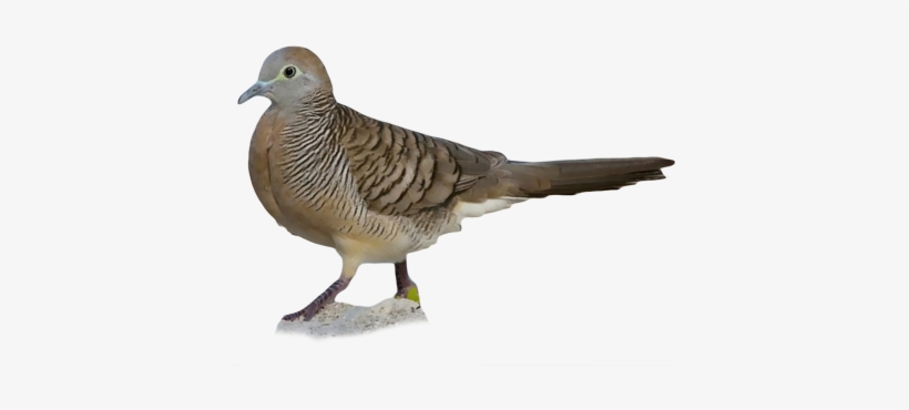 American Mourning Dove, transparent png