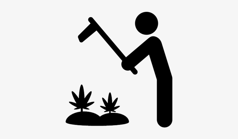 Marijuana Plantation Vector - Growing Marijuana For Beginners: Cannabis Growguide, transparent png