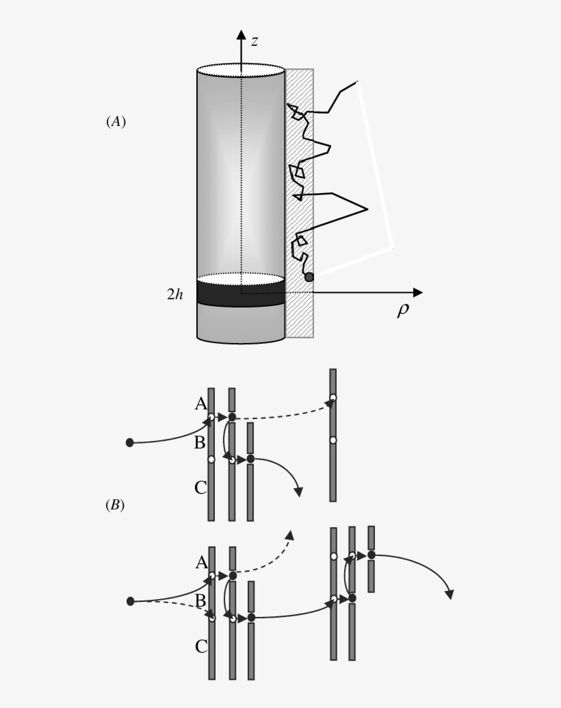 The Black Strip With Height 2h On The Dna Surface Is - Diagram, transparent png