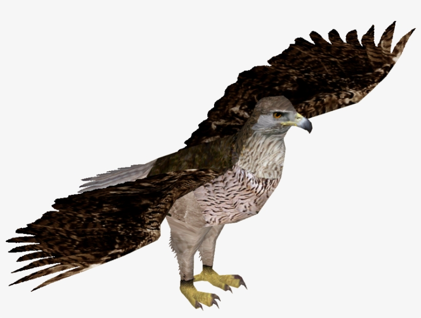 Bonelli's Eagle - Zt2 Bald Eagle, transparent png
