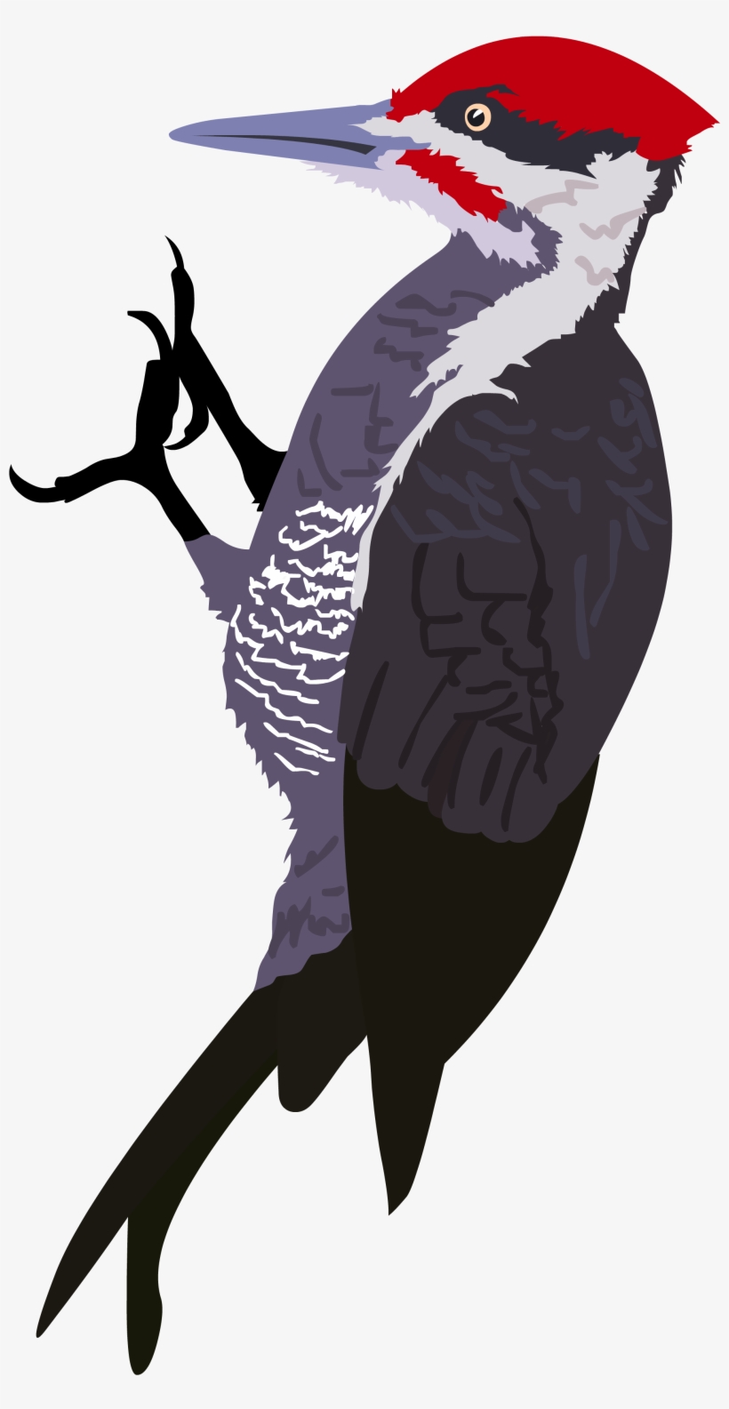 Woodpecker Png, transparent png