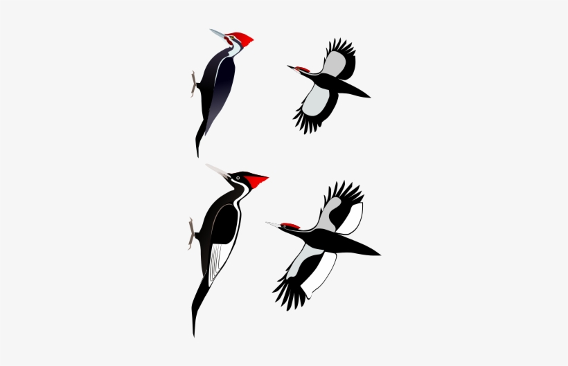 A Comparison Of The Ivory-billed Woodpecker With The - Ivory Billed Woodpecker, transparent png