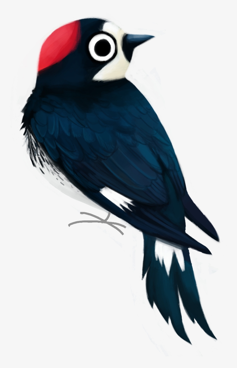 “acorn Woodpecker Melanerpes Formicivorus - Acorn Woodpecker, transparent png