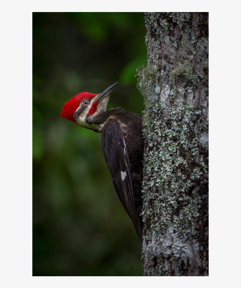 Pileated Woodpecker, transparent png
