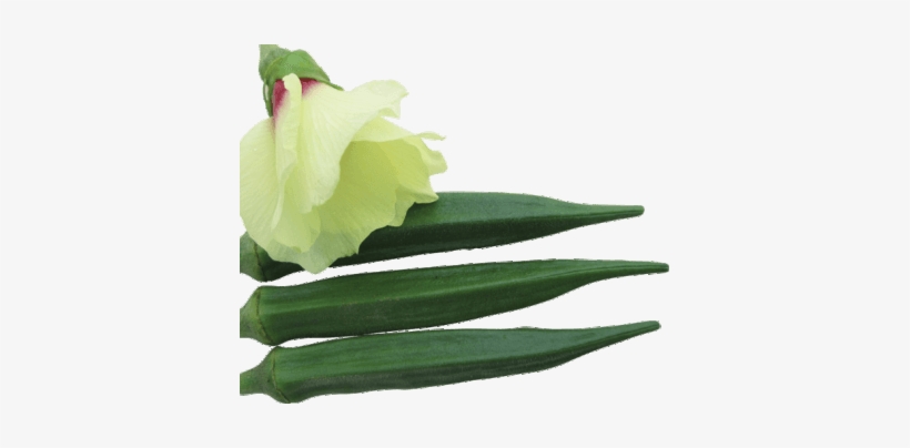 Gs 123 Plus - Artificial Flower, transparent png