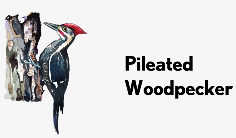 Pileated Woodpecker-01 - Ivory-billed Woodpecker, transparent png