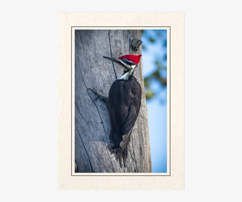 Pileated Woodpecker, transparent png