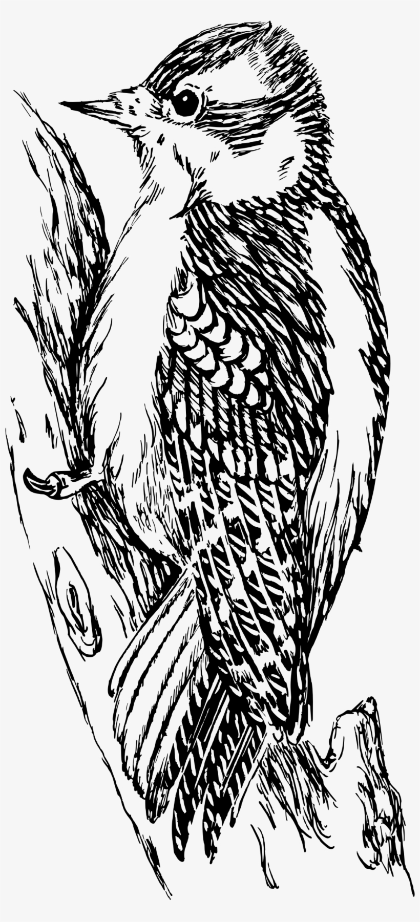 This Free Icons Png Design Of Woodpecker 4, transparent png