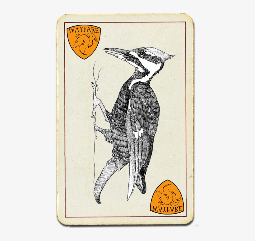 Woodpecker - Ivory-billed Woodpecker, transparent png