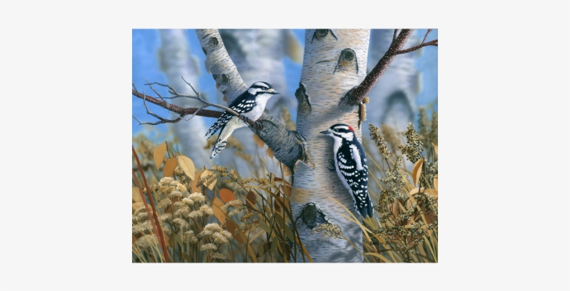Downy Woodpeckers Limited Edition Print - Bradley Jackson, transparent png