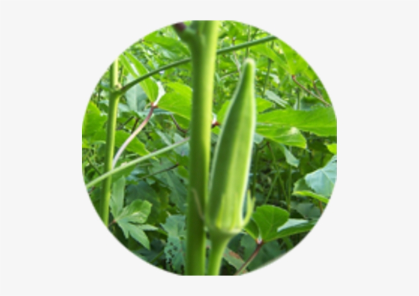 Hybrid Okra Seeds - Jivkar Seeds Pvt. Ltd., transparent png
