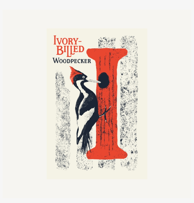 Ivory-billed Woodpecker, transparent png