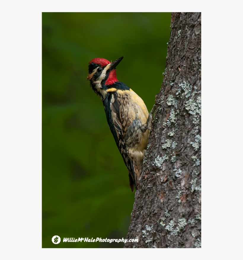 Woodpeckers - Leuconotopicus, transparent png