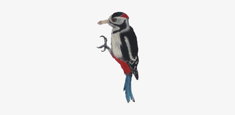 Woodpecker - - Leuconotopicus, transparent png