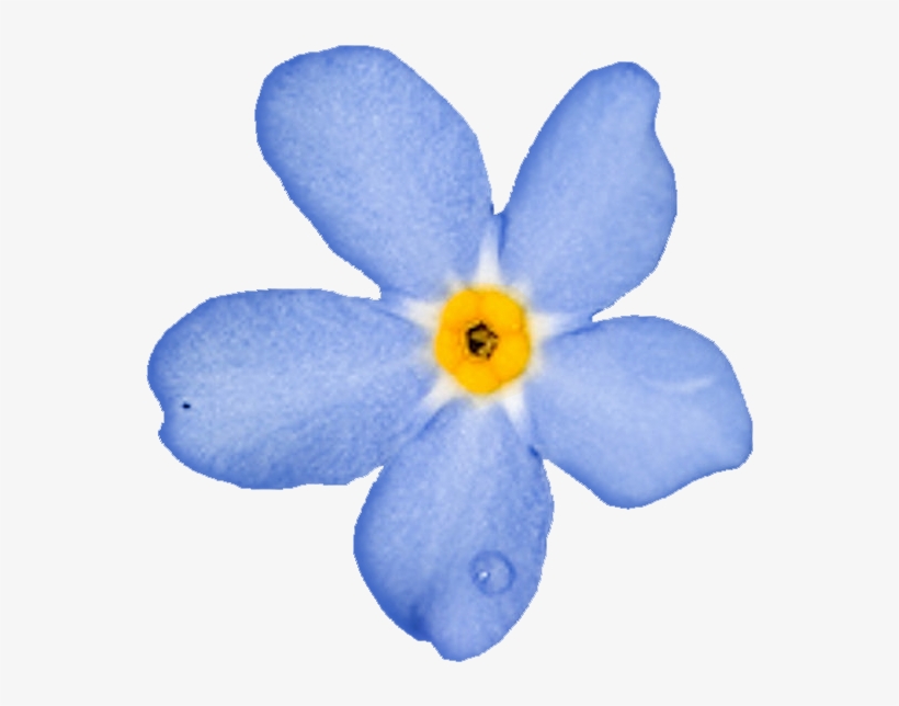 Forget Me Nots - Незабудка Пнг, transparent png