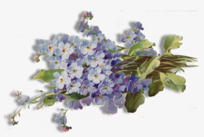 Forget Me Not Png Free Download - Forget Me Nots Transparent, transparent png