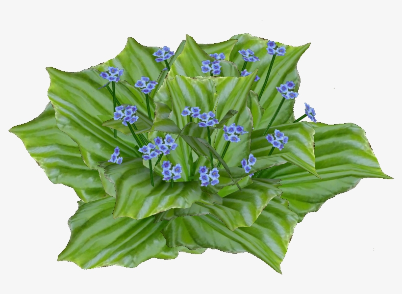Chatham Island Forget Me Not - Cut Flowers, transparent png