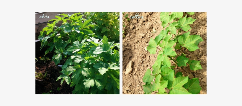 Okra And Cotton = Cousins - Okra, transparent png