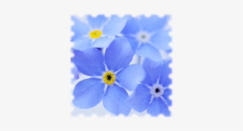 Forget Me Not - Forget Me Not Fund Logo, transparent png