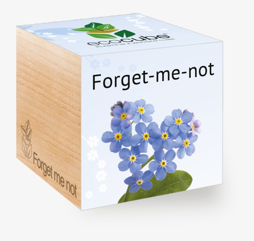 Ecocube - Pflanzen In Holzwürfeln - Vergissmeinnicht, transparent png