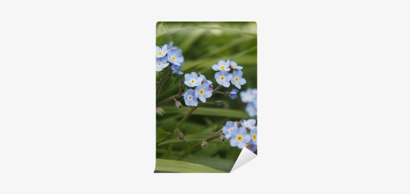 Alpine Forget-me-not, transparent png