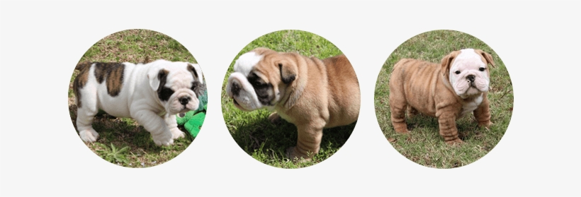 Champion English Bulldog Puppies - Bulldog, transparent png