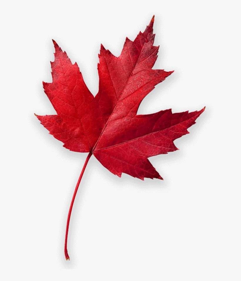 Cool Mountain Air Ignites A Colorful Patchwork Of Autumn - Canada Red Maple Leaf, transparent png