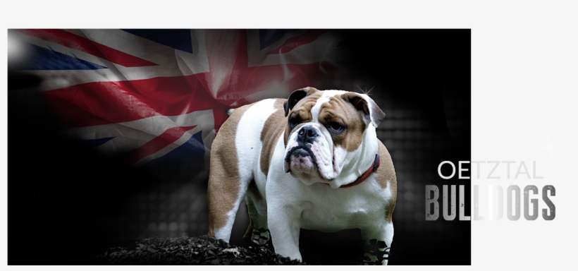 Englische Bulldogge Kaufen Österreich, transparent png